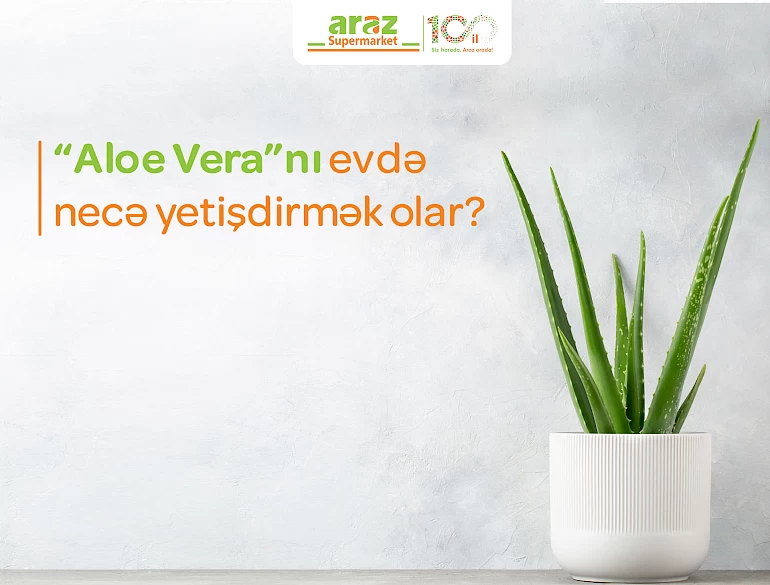 How to grow Aloe Vera at home?